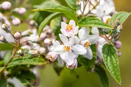 Deutzia x hybrida 'Mont Rose' (Deutzia 'Mont Rose') - afbeelding 7