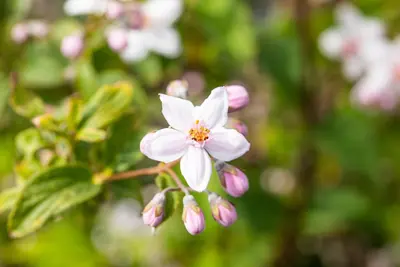 Deutzia x hybrida 'Mont Rose' (Deutzia 'Mont Rose') - afbeelding 8
