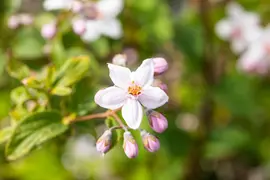 Deutzia x hybrida 'Mont Rose' (Deutzia 'Mont Rose') - afbeelding 8