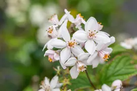 Deutzia x hybrida 'Mont Rose' (Deutzia 'Mont Rose') - afbeelding 12