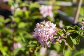 Deutzia x hybrida 'Mont Rose' (Deutzia 'Mont Rose') - afbeelding 14
