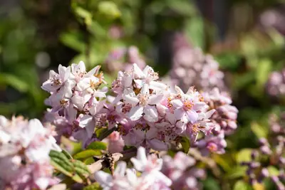 Deutzia x hybrida 'Mont Rose' (Deutzia 'Mont Rose') - afbeelding 15