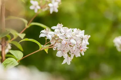 Deutzia x hybrida 'Mont Rose' (Deutzia 'Mont Rose') - afbeelding 16