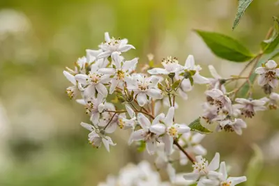Deutzia x hybrida 'Mont Rose' (Deutzia 'Mont Rose') - afbeelding 17