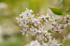 Deutzia x hybrida 'Mont Rose' (Deutzia 'Mont Rose') - afbeelding 17