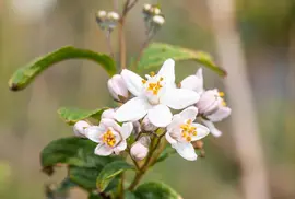 Deutzia x hybrida 'Mont Rose' (Deutzia 'Mont Rose') - afbeelding 10