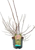 Deutzia x hybrida 'Strawberry Fields' (Bruidsbloem) 80cm - afbeelding 2
