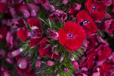 Dianthus barbatus (Bosanjer) - afbeelding 16