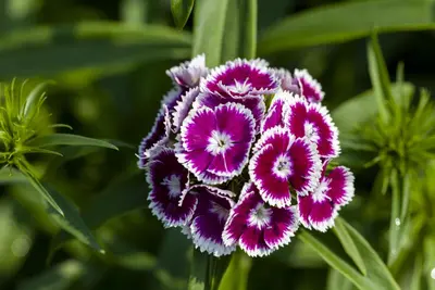 Dianthus barbatus (Bosanjer) - afbeelding 19