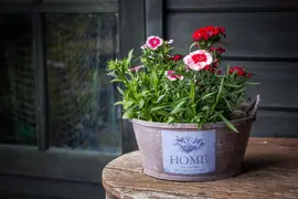 Dianthus barbatus (Bosanjer) - afbeelding 23