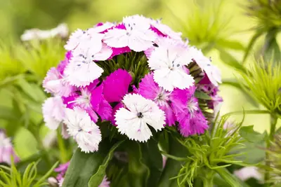 Dianthus barbatus (Bosanjer) - afbeelding 24
