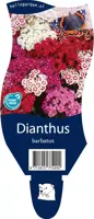 Dianthus barbatus (Bosanjer) - afbeelding 1