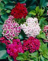 Dianthus barbatus (Bosanjer) - afbeelding 2