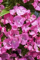 Dianthus barbatus (Bosanjer) - afbeelding 13