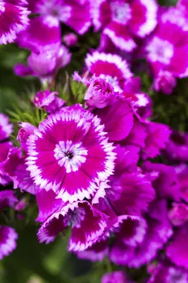 Dianthus barbatus (Bosanjer) - afbeelding 18