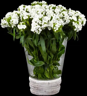 Dianthus barbatus (Bosanjer) - afbeelding 11