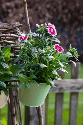 Dianthus barbatus (Duizendschoon) - afbeelding 20