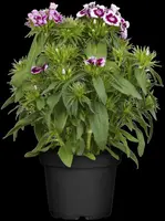 Dianthus barbatus (Duizendschoon) - afbeelding 5