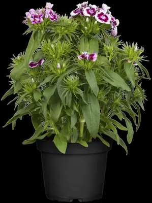 Dianthus barbatus (Duizendschoon) - afbeelding 5