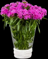 Dianthus barbatus (Duizendschoon) - afbeelding 8