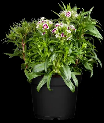 Dianthus barbatus (Duizendschoon) - afbeelding 4