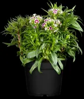 Dianthus barbatus (Duizendschoon) - afbeelding 4