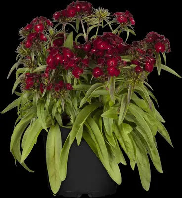 Dianthus barbatus (Duizendschoon) - afbeelding 19