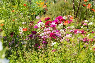 Dianthus barbatus (Duizendschoon) - afbeelding 23