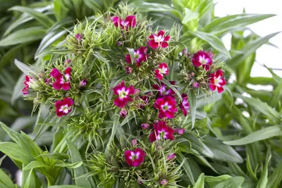 Dianthus barbatus (Duizendschoon) - afbeelding 1