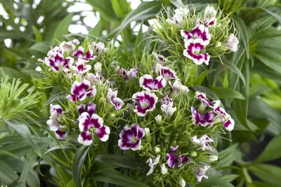 Dianthus barbatus (Duizendschoon) - afbeelding 2