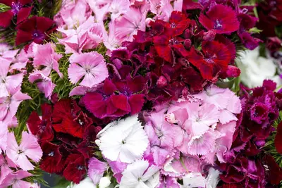 Dianthus barbatus (Duizendschoon) - afbeelding 12