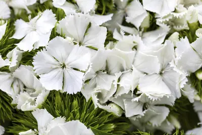 Dianthus barbatus (Duizendschoon) - afbeelding 15