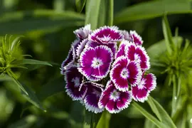 Dianthus barbatus (Duizendschoon) - afbeelding 17