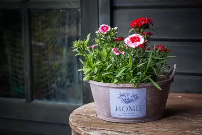 Dianthus barbatus (Duizendschoon) - afbeelding 21