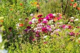 Dianthus barbatus (Duizendschoon) - afbeelding 23