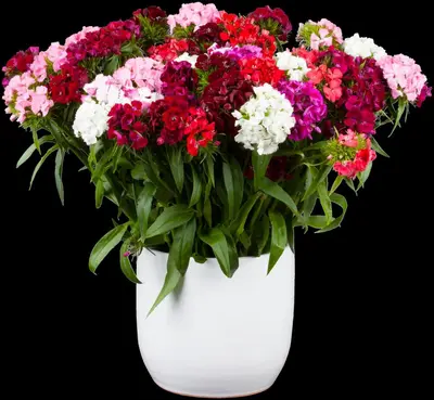 Dianthus barbatus (Duizendschoon) - afbeelding 6