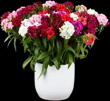 Dianthus barbatus (Duizendschoon) - afbeelding 6
