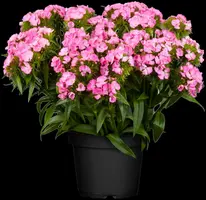 Dianthus barbatus (Duizendschoon) - afbeelding 7