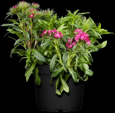 Dianthus barbatus (Duizendschoon) - afbeelding 3