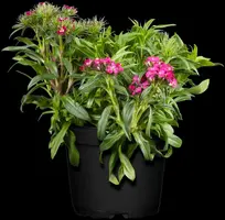 Dianthus barbatus (Duizendschoon) - afbeelding 3