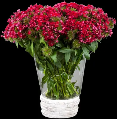 Dianthus Barbatus Nana Compacta (Duizendschoon) - afbeelding 12