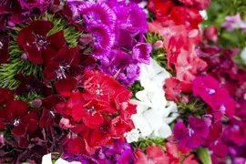 Dianthus Barbatus Nana Compacta (Duizendschoon) - afbeelding 15