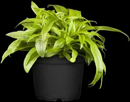 Dianthus Barbatus Nana Compacta (Duizendschoon) - afbeelding 20