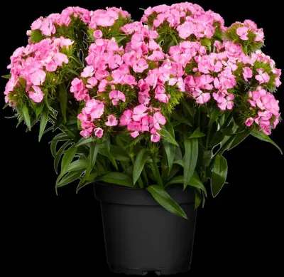 Dianthus Barbatus Nana Compacta (Duizendschoon) - afbeelding 9