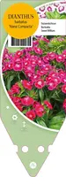Dianthus Barbatus Nana Compacta (Duizendschoon) - afbeelding 1