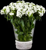 Dianthus Barbatus Nana Compacta (Duizendschoon) - afbeelding 11