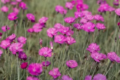 Dianthus carthusianorum (Kartuizer anjer) - afbeelding 2