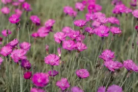Dianthus carthusianorum (Kartuizer anjer) - afbeelding 2