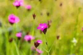 Dianthus carthusianorum (Kartuizer anjer) - afbeelding 3