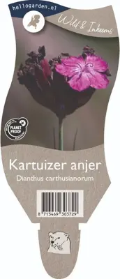 Dianthus carthusianorum (Kartuizer anjer) - afbeelding 1